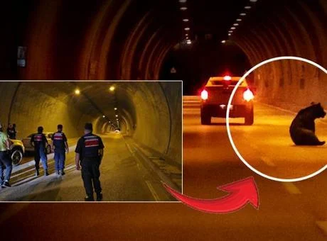 Film değil gerçek! Karabük’te tünele giren ayı tüneli birbirine kattı