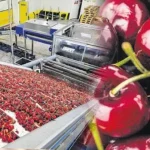 Türk kirazının Çin yolculuğu başlıyor