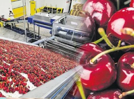 Türk kirazının Çin yolculuğu başlıyor