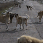 Son dakika... Sahipsiz köpek saldırıları sonrası 3 belediye başkanı hakkında işlem