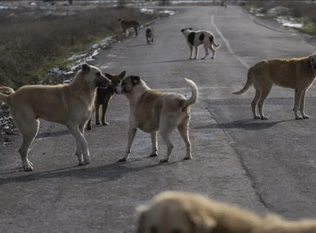 Son dakika… Sahipsiz köpek saldırıları sonrası 3 belediye başkanı hakkında işlem