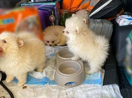 Sınırda ‘Pomeranian’ cinsi köpek yavruları ele geçirildi