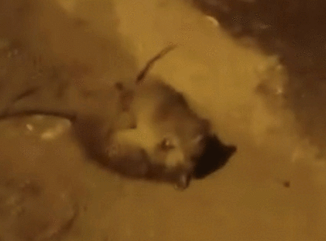 Batman’da Splinter ustalar kapıştı! Görenler gerçek olduğuna inanamadı