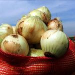 Kuru soğan yine şampiyon