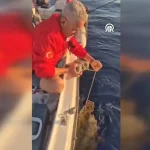 Vicdansızlık pes dedirtti: Ayağına taş bağlanan caretta caretta kurtarıldı