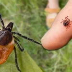 Kene vakaları yağışla orantılı mı? Bir ayda keneden 5 ölüm