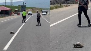 Kaplumbağa için akan trafiği durdurdu