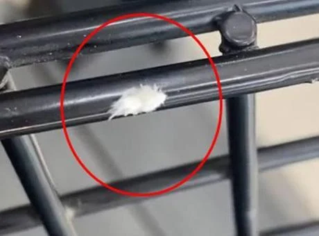 Dikenli dantel böceği Bursa’da görüntülendi