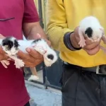 Temizlik görevlileri sesleri duydu! Çöpteki ağzı bağlı poşetten 5 yavru kedi çıktı