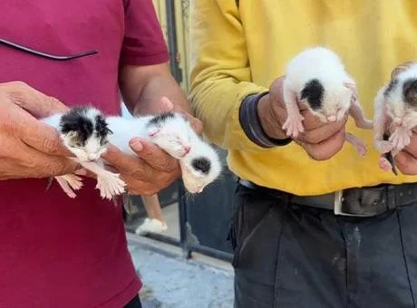 Temizlik Görevlileri Poşetteki 5 Yavru Kediyi Kurtardı