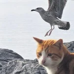 İstanbul’un Martıları Kedi Mamalarına Yöneldi: Doğal Besin Kaynakları Tükeniyor