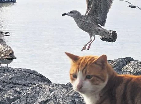 İstanbul’un Martıları Kedi Mamalarına Yöneldi: Doğal Besin Kaynakları Tükeniyor