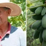Pazarda gördü, hayatı değişti! Kiraladığı arazide her ay tonlarca hasat ediyor, paraya para demiyor