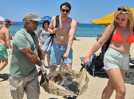 İki ilde 3 deniz kaplumbağası ölü bulundu