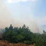 Malatya’da orman yangını: Ekipler seferber oldu
