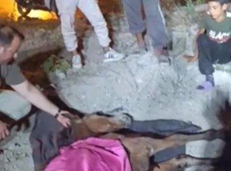 Minibüsün çarptığı başıboş at ‘Haybulans’ ile tedaviye alındı
